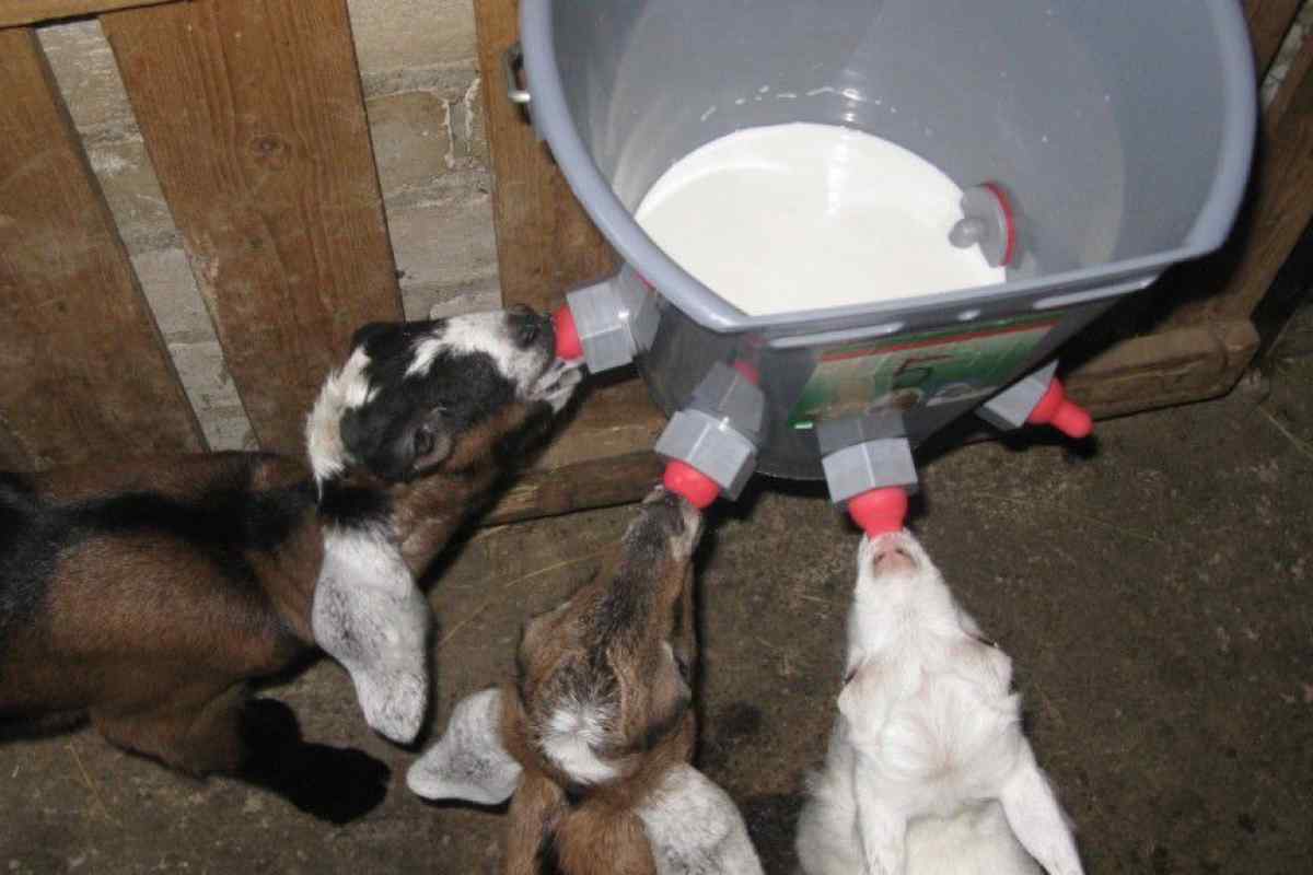 Як годувати козенят