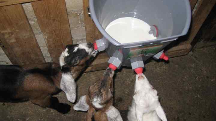 Як годувати козенят