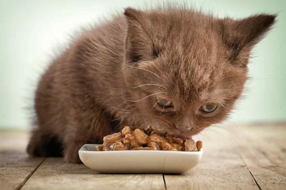 Що робити, якщо кіт не їсть котячий корм