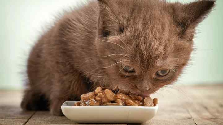 Що робити, якщо кіт не їсть котячий корм