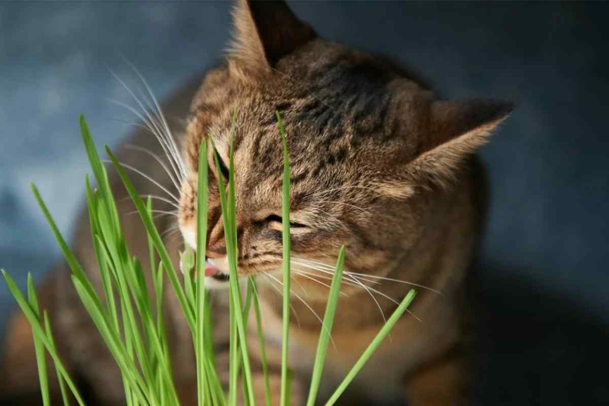 Чому кішка їсть землю