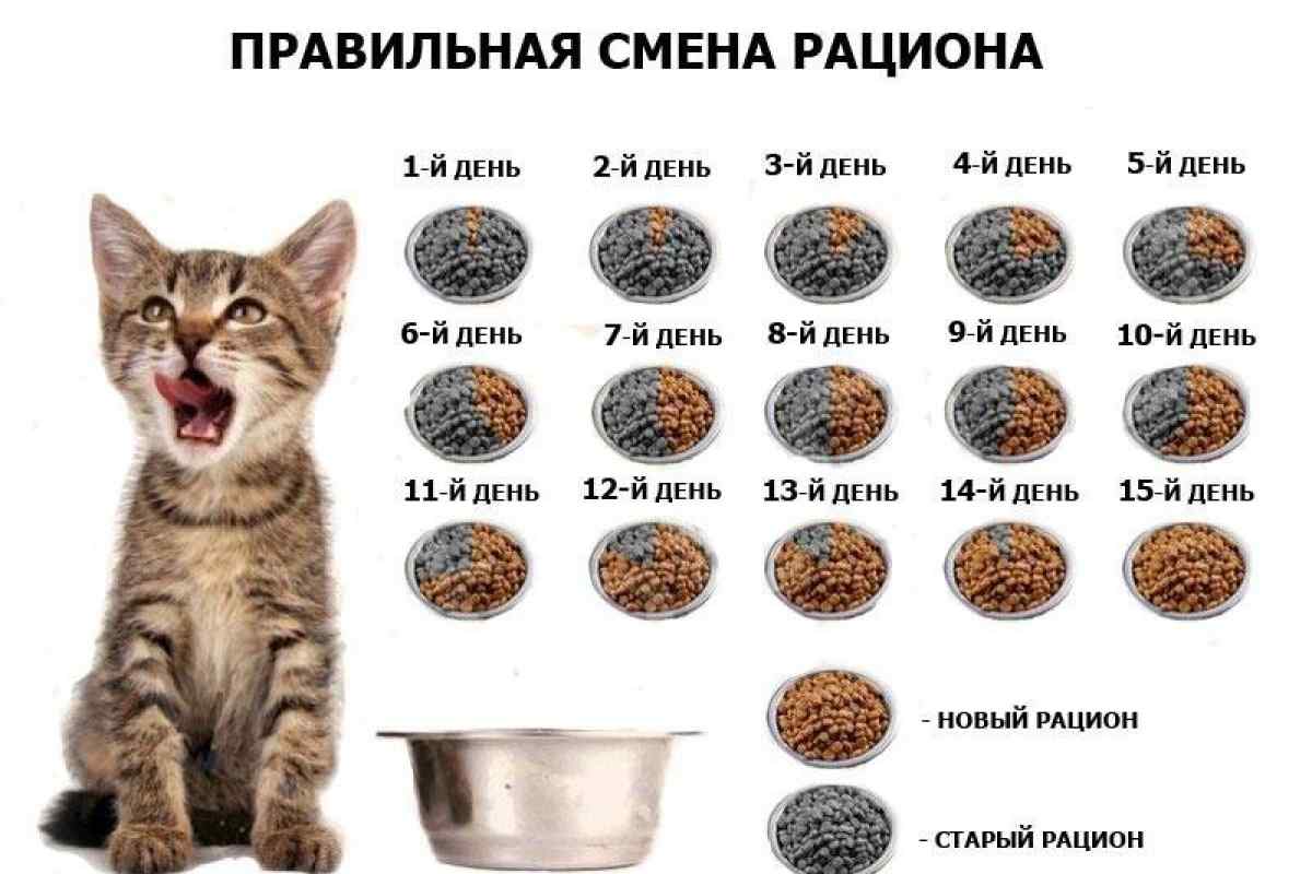 Почему кошка ест котят есть своих. Как определить возросте котёнка. Возраст котят по месяцам. Как определить Возраст котенка. Рацион котенка.