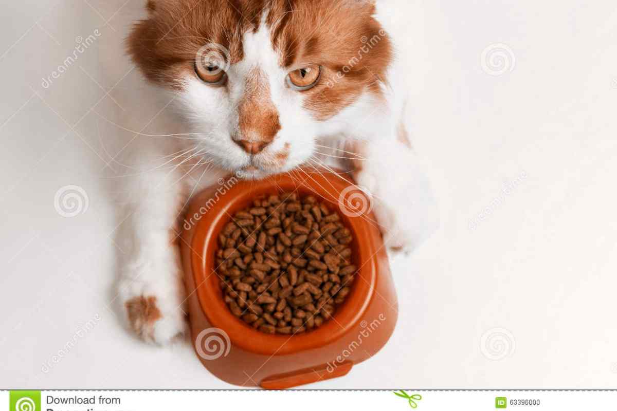 Чим шкідливий сухий корм для котів