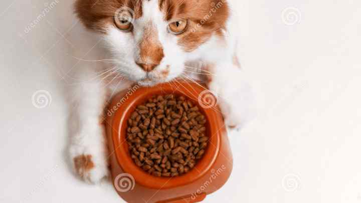 Чим шкідливий сухий корм для котів