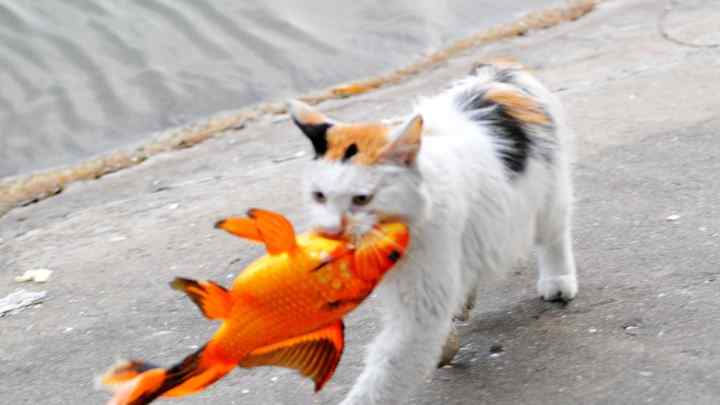 Чому кішкам не можна давати рибу
