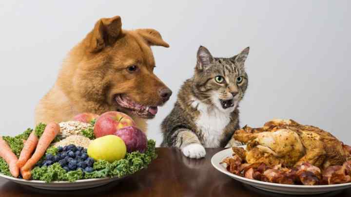Чи можна годувати собак котячим кормом