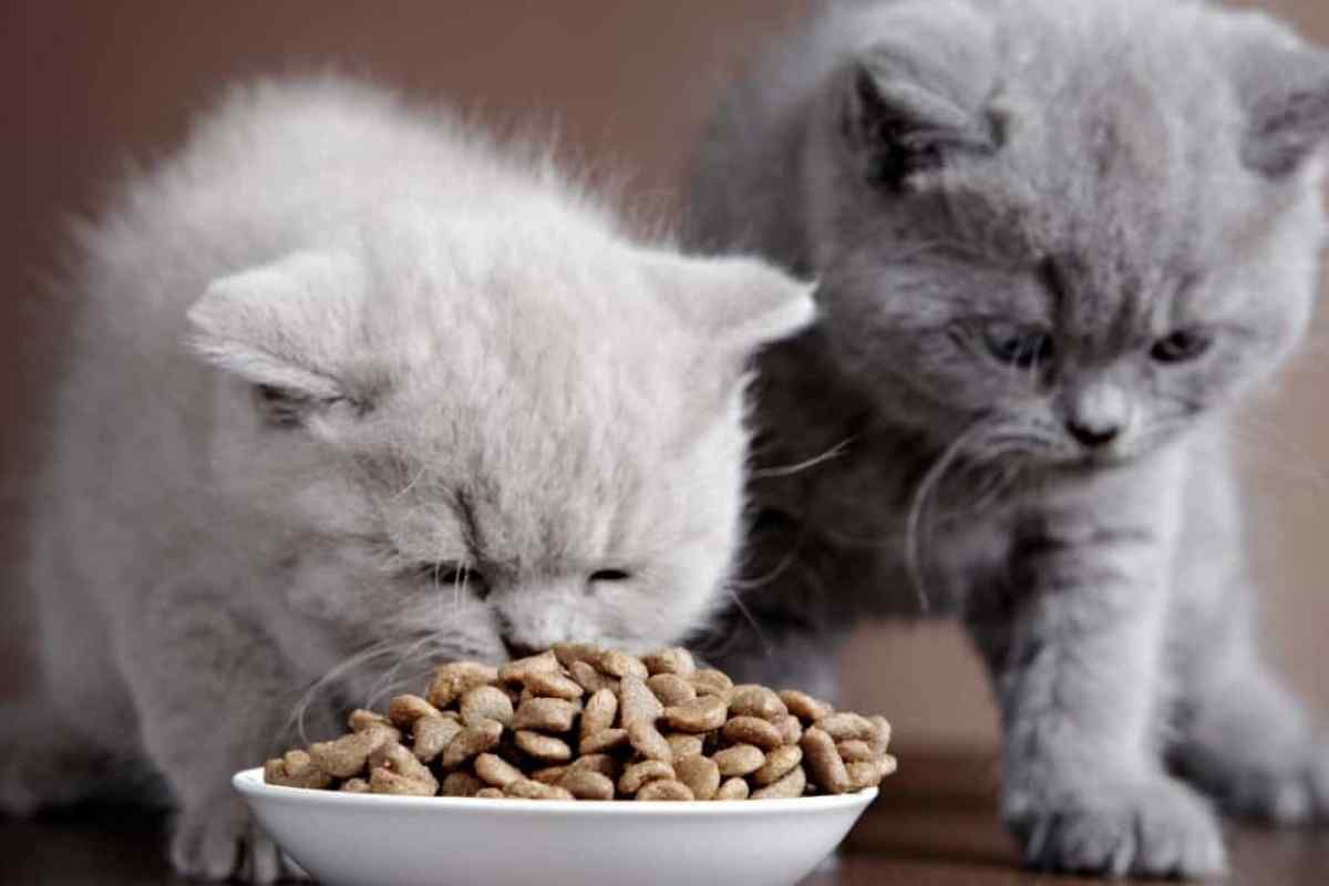 Як правильно підібрати корм для кішки