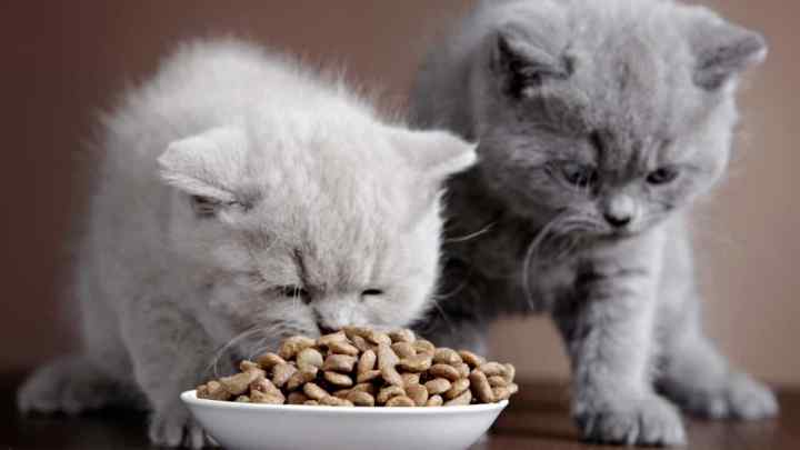 Як правильно підібрати корм для кішки