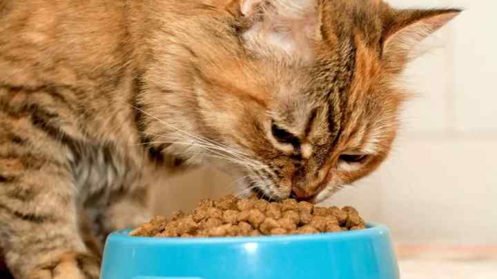 Як вибрати правильний корм для кота
