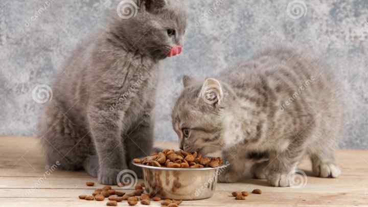 Чим можна годувати кішку