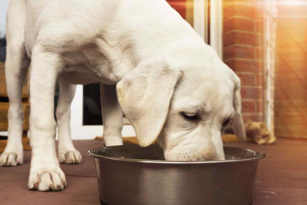 Як треба годувати собаку і чим