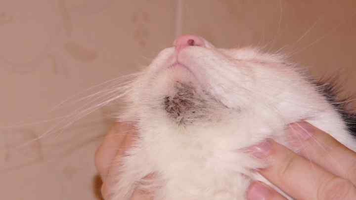 Як лікувати грибок на шкірі у кішки