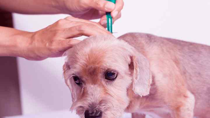 Як лікувати свербіж у собаки медикаментозно