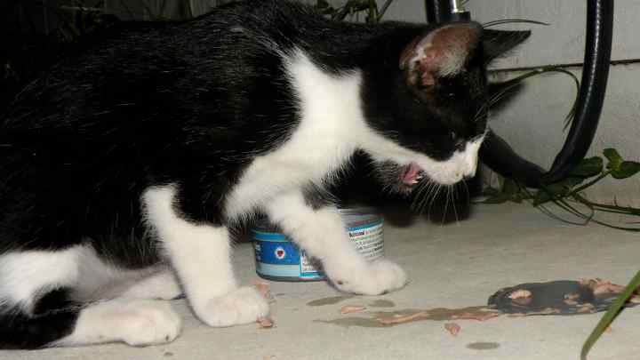Що робити, якщо кота нудить після їжі
