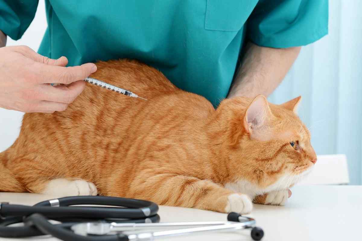 Як лікувати позбавляй кота