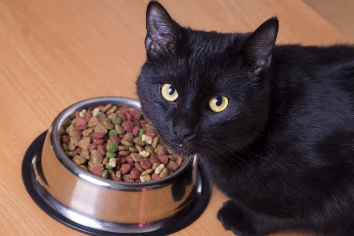 Як вибрати сухий корм для кішки