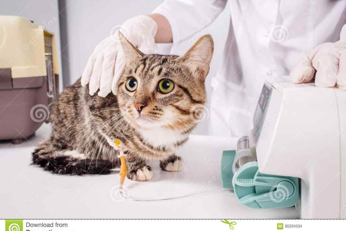 Лікування поносу у кішок