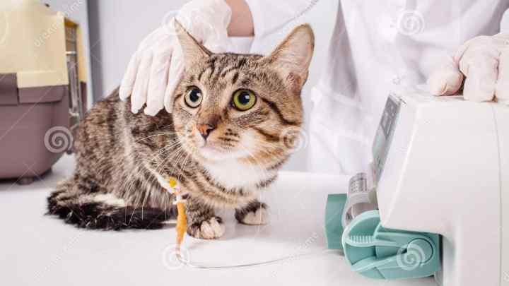 Лікування поносу у кішок