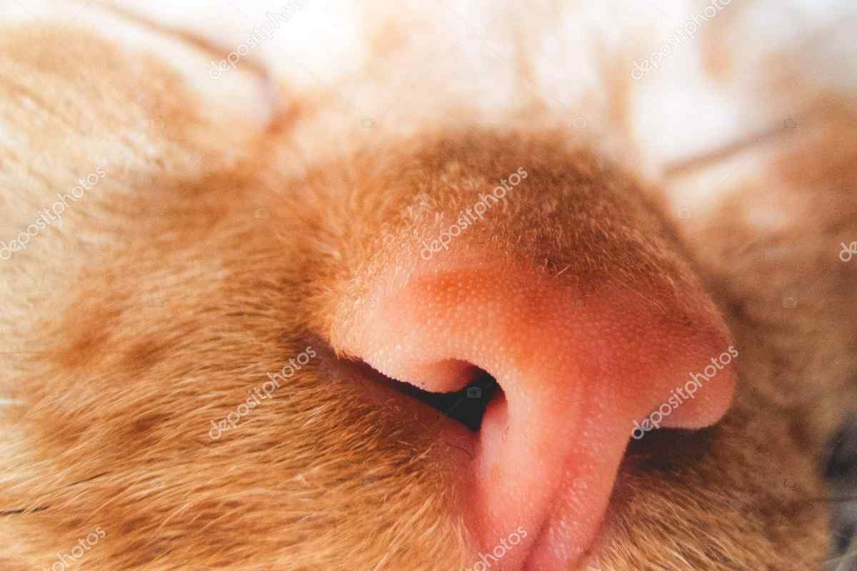 Як промивати кішці ніс