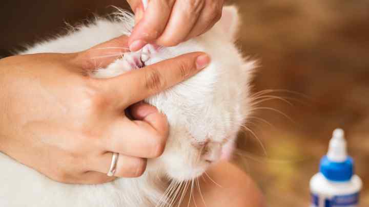 Як лікувати рани у кішок