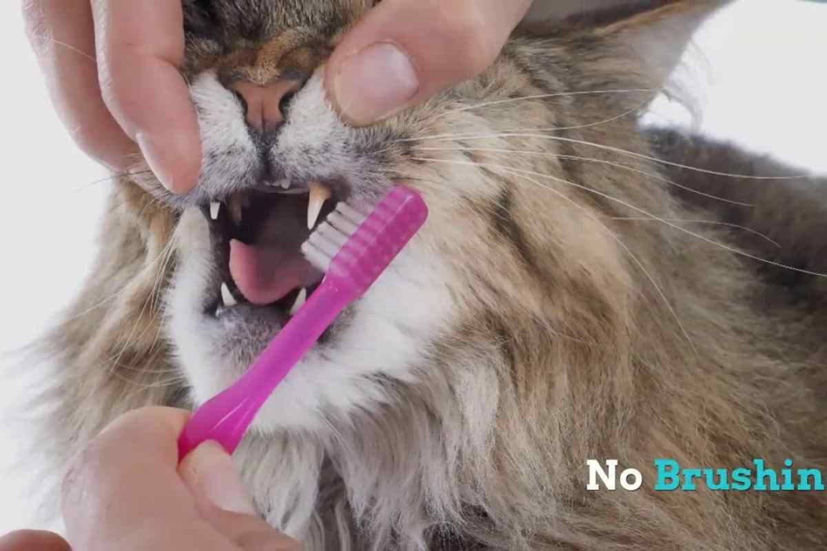 Як лікувати стоматит біля кішки