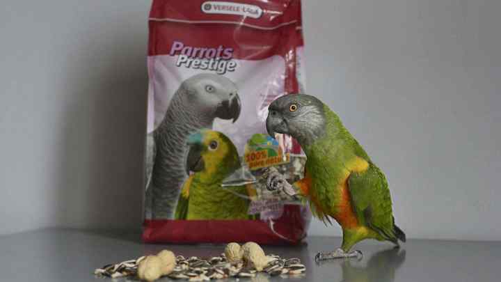 Як вибрати корм для папуги