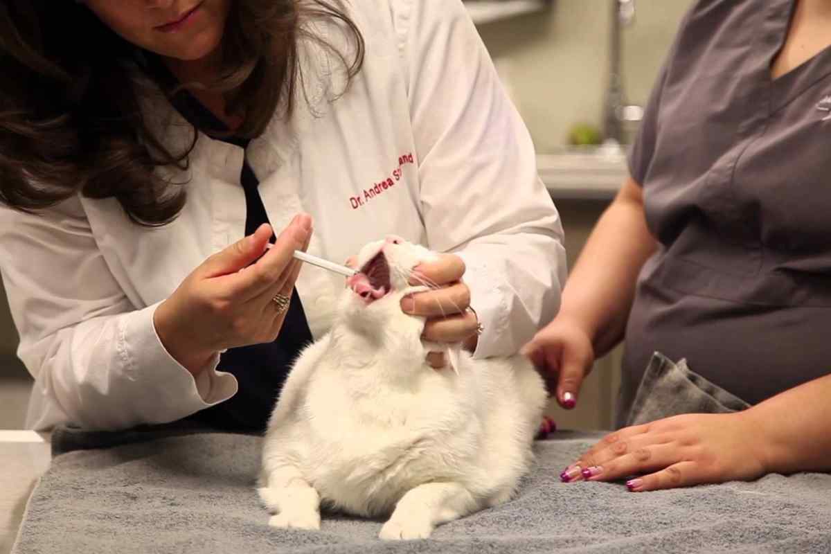 Як давати ліки кішкам і котам