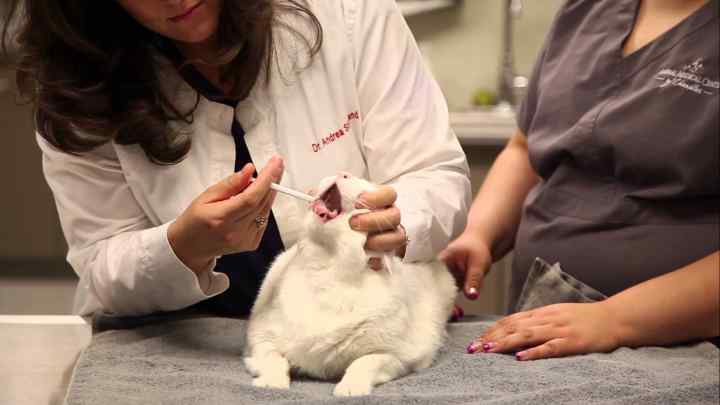 Який антибіотик можна давати кішкам