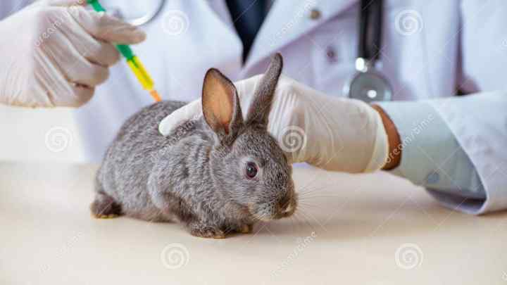 Як лікувати пронос у кроликів