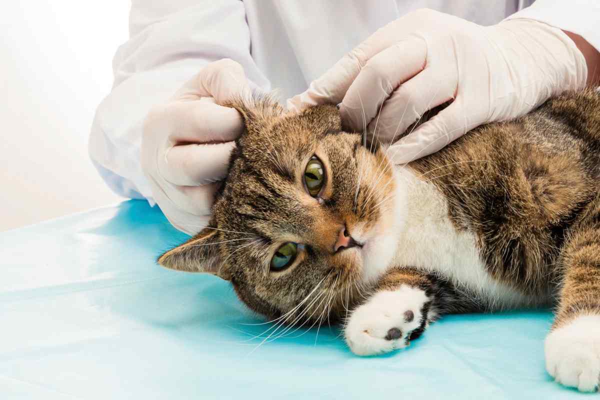 Як лікувати кішку