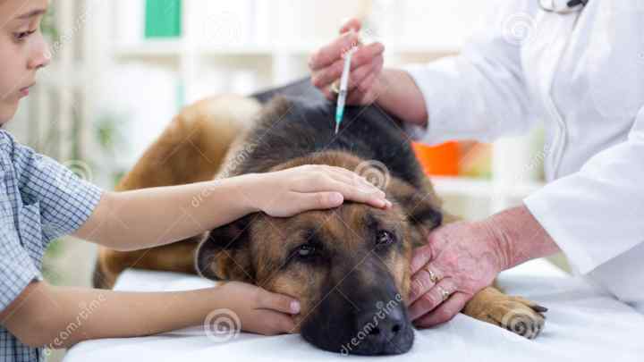 Як лікувати отруєння у собаки
