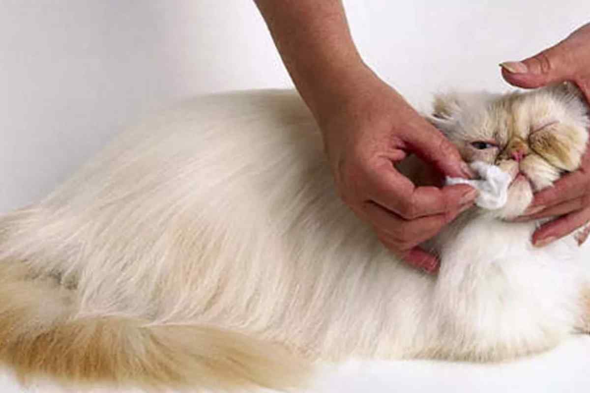 Як вивести шерсть у кішки