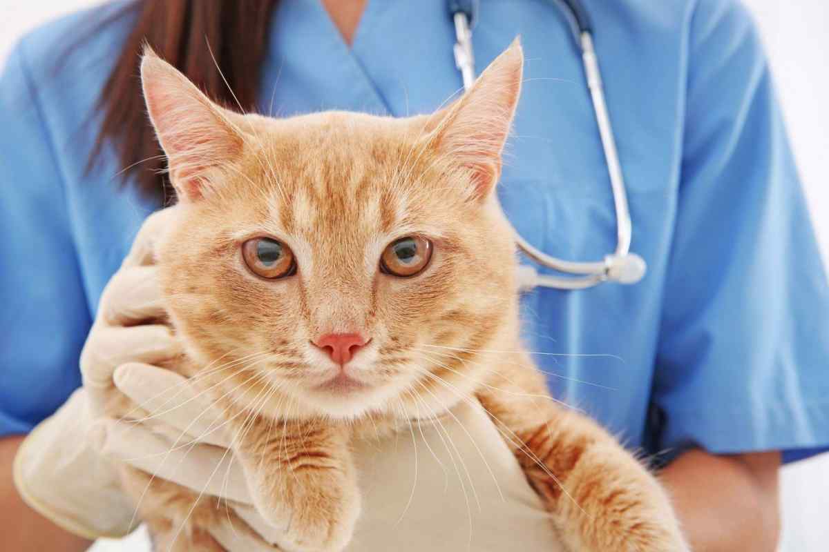Як лікувати цистит у кота