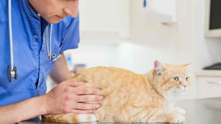 Як лікувати кошеня від поносу
