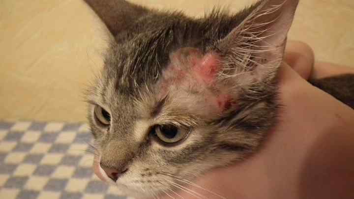 Блошиний дерматит у кішок: симптоми, лікування