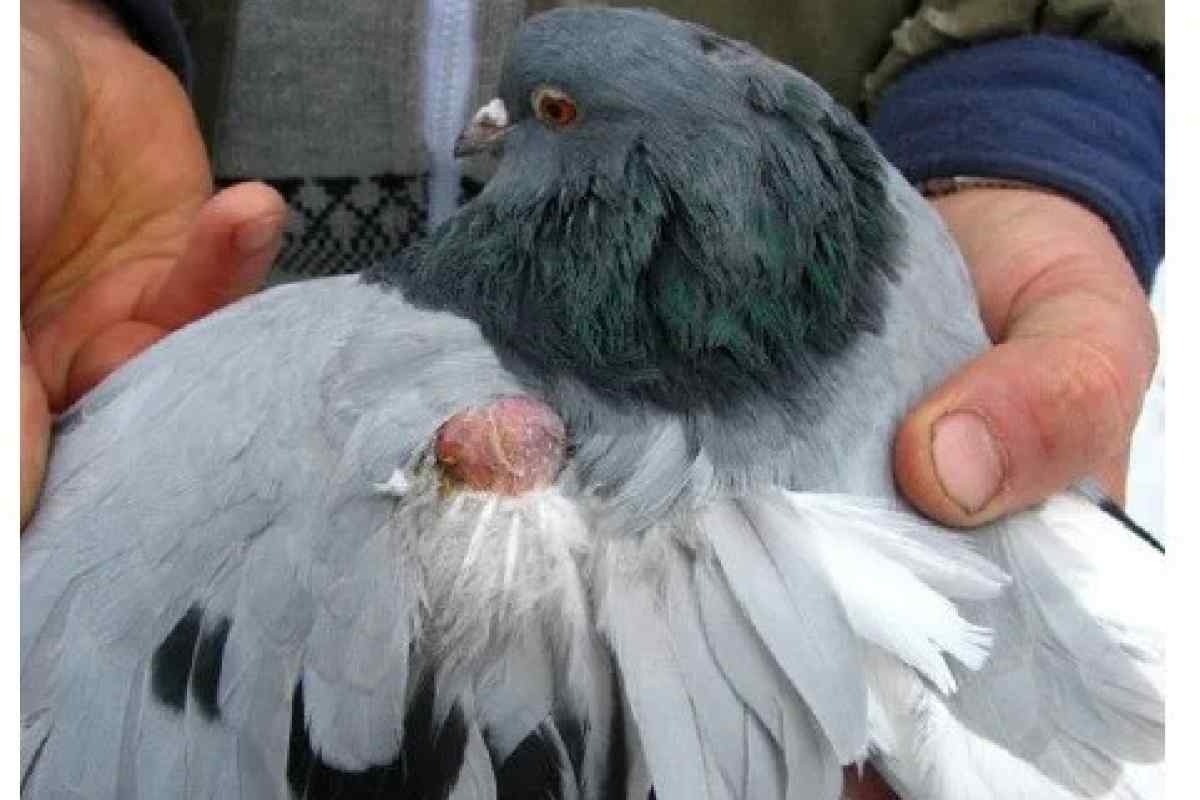 Хвороби голубів та лікування