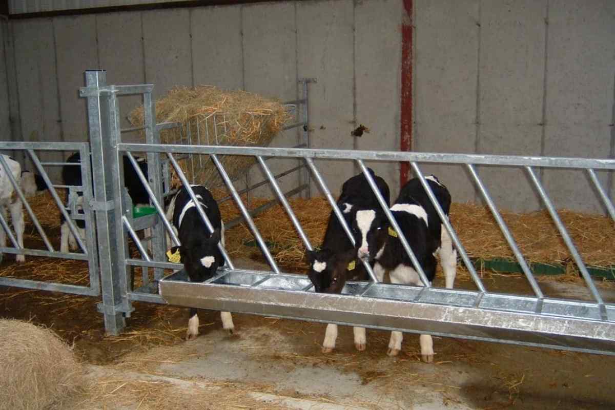 Як побудувати ферму для корови