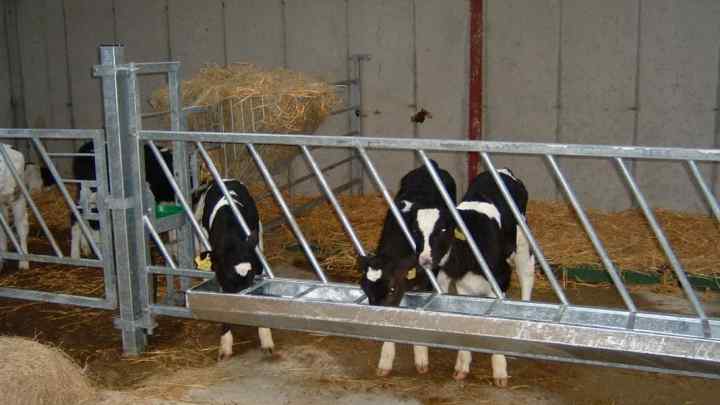 Як побудувати ферму для корови