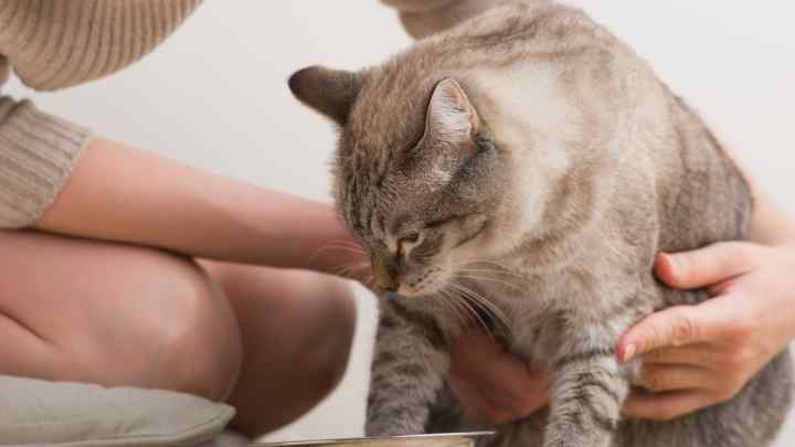 Як вилікувати кішку від поноса
