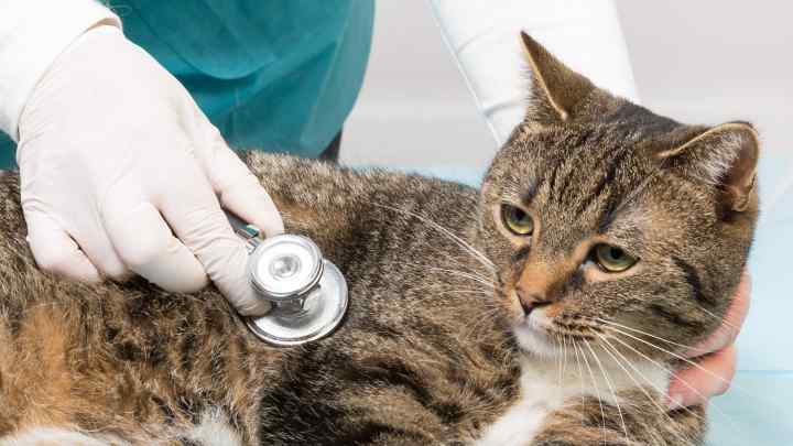 Як лікувати пронос у кота