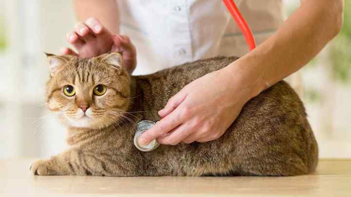 Як лікувати епілепсію у кішок