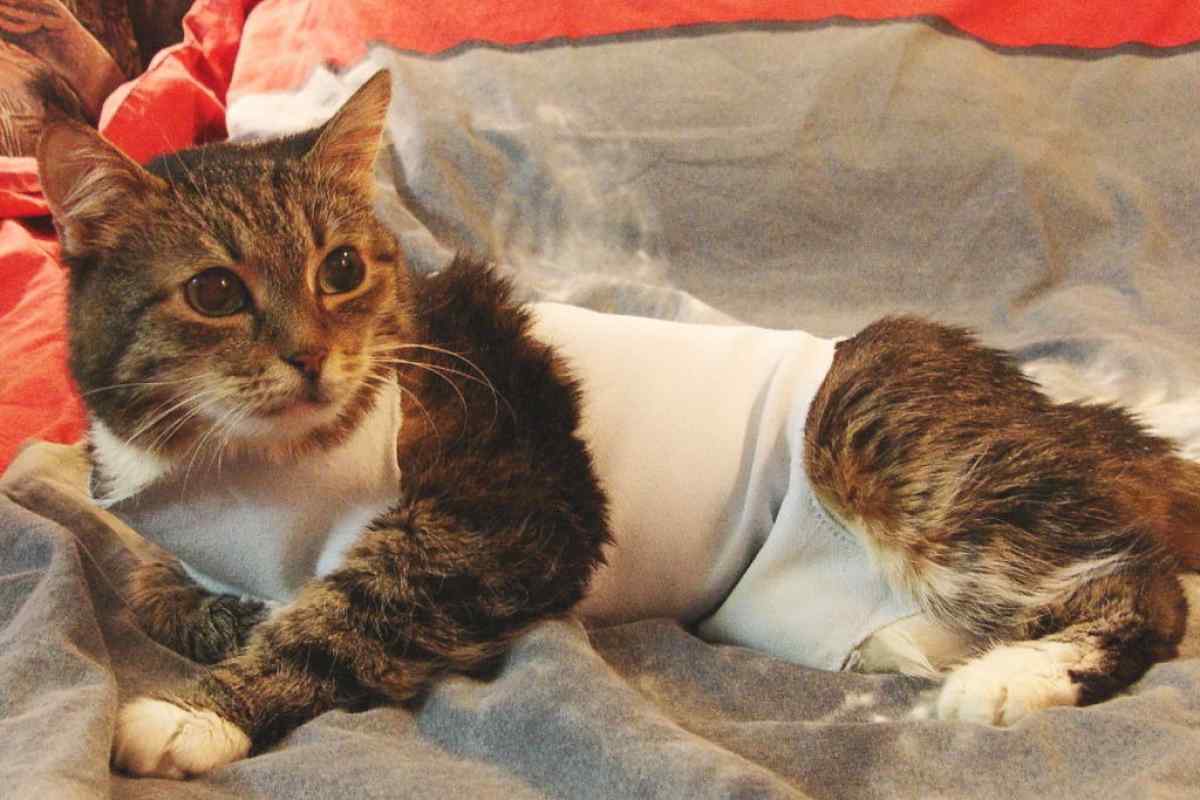 Як у кішок лікують рак