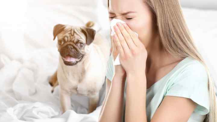 Що робити, якщо у цуценяти алергія