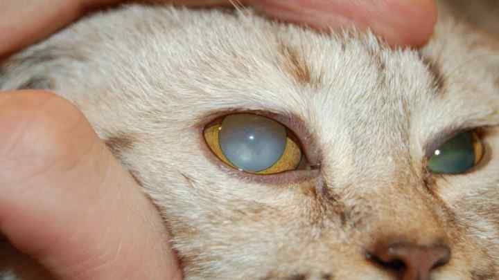 Хвороби кішок - симптоми та лікування
