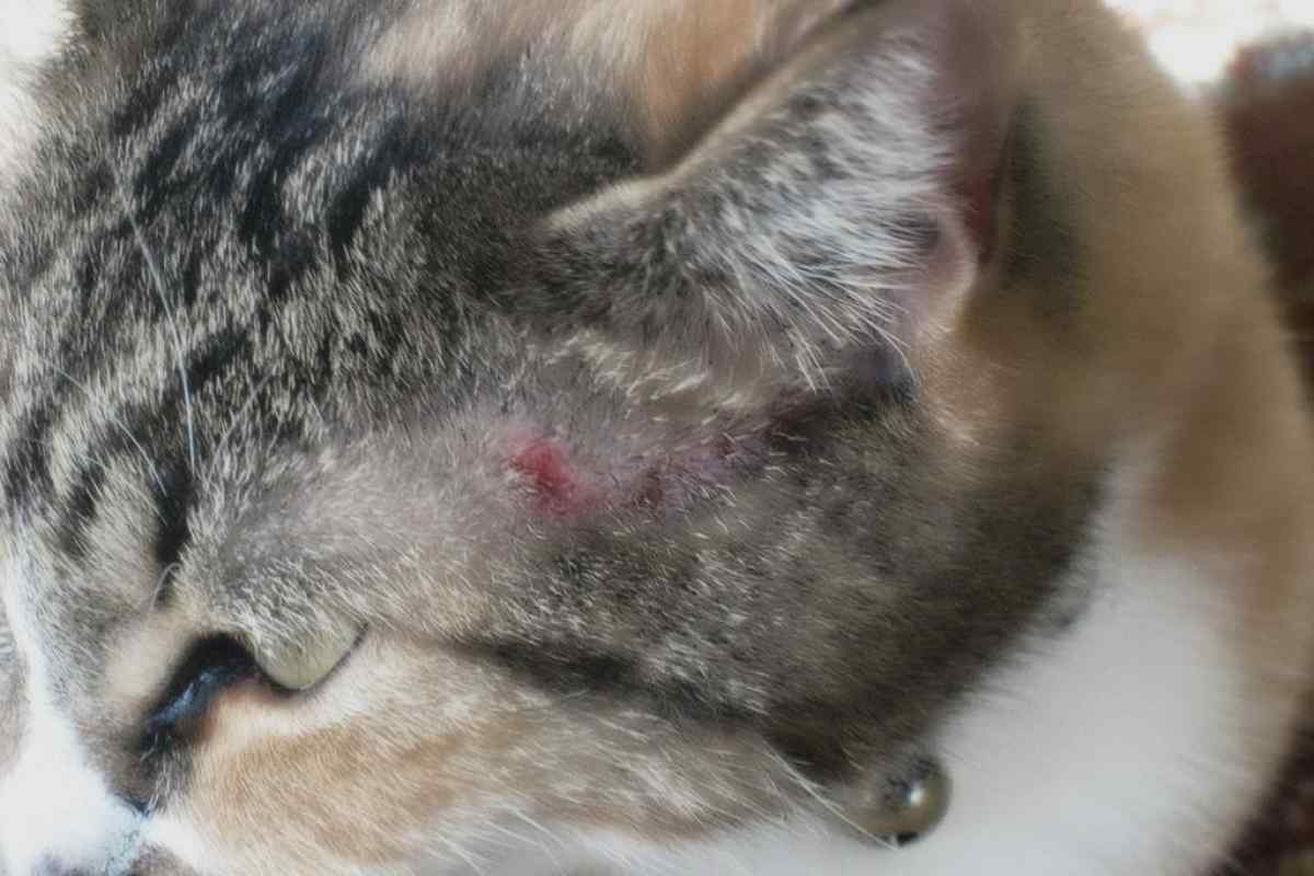 Як проявляється алергія біля кішки