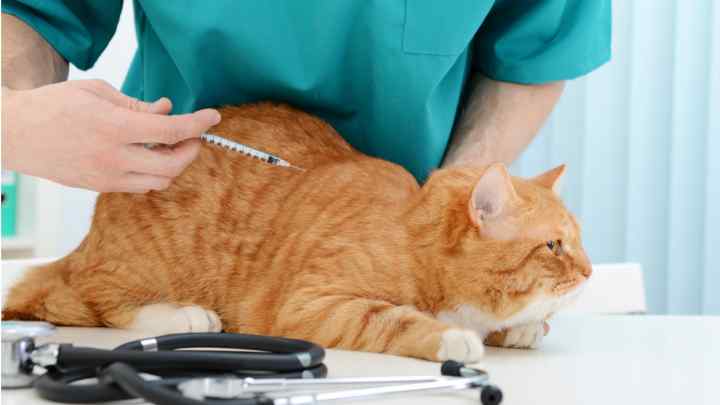 Як визначити хворобу кішки
