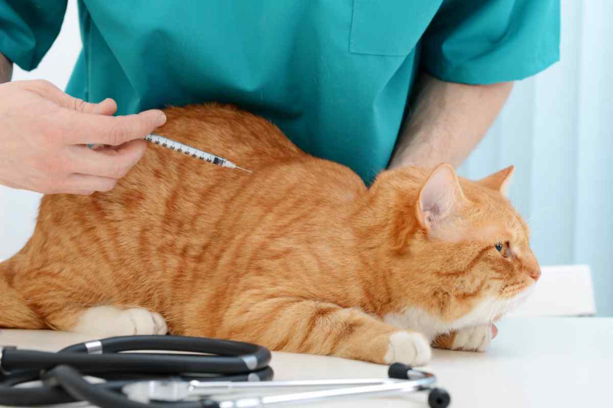Як діагностувати захворювання кішок