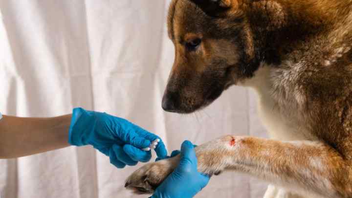 Як лікувати рану у собаки