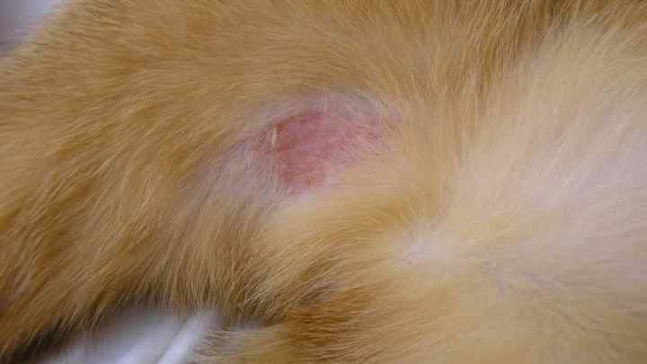 Як лікувати дерматит у кішки