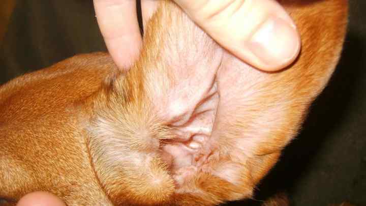 Як вилікувати собаці вуха